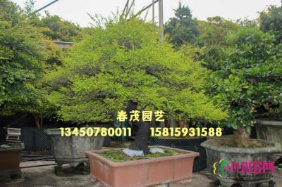 台湾黄金紫檀