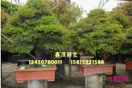 台湾黄金紫檀