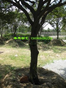 台湾黄金紫檀