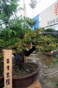 台湾黄金紫檀