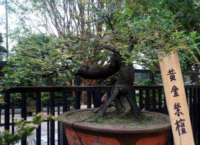 台湾黄金紫檀