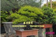 台湾黄金紫檀